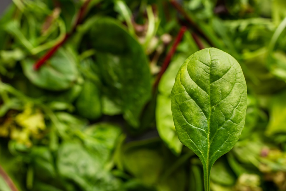 Nutritious foods for eye health